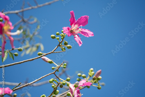 Floss silk tree