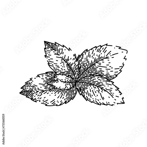 mint mint sketch hand drawn vector