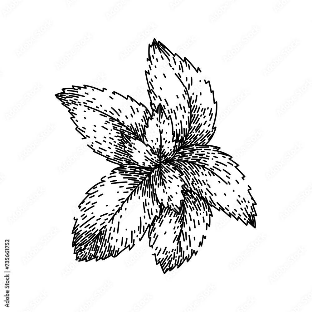 Fototapeta premium fresh mint sketch hand drawn vector
