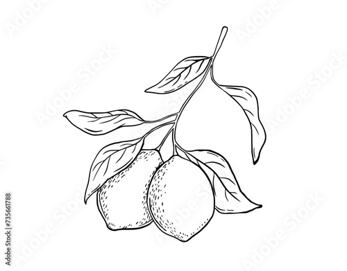 Hand drawn etching lemon with leaves. Fruit tree branch sketch, whole fresh citrus. Vector black and white engraving drawing isolated