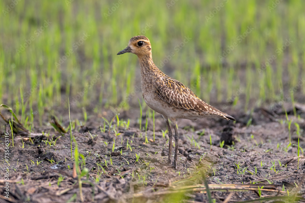 Pacific Golden Plover medium sized shorebird Pacific Golden Plover medium sized shorebird