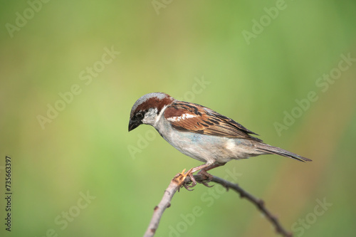 House Sparrow on green background (Male) © chamnan phanthong