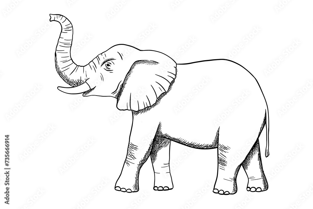 Elephant engraving sketch isolated on white background. Vector etch illustration. Doodle african animal