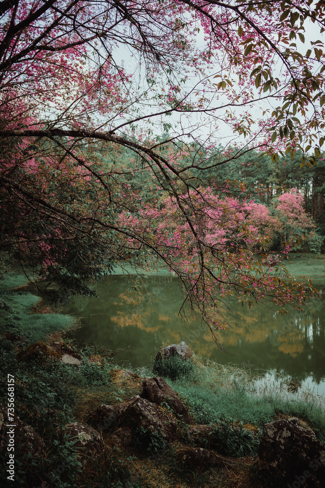 sakura flower and landscape