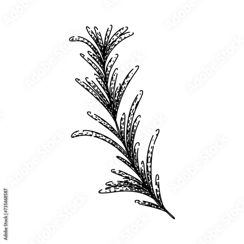 branch rosemary sketch hand drawn vector