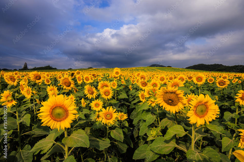 Fototapeta premium field of sunflowers