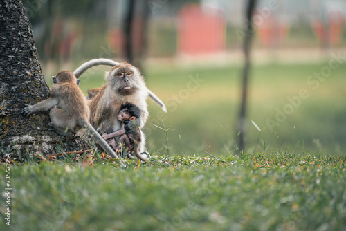 playtime guardian the long tailed macaque with the little ones photo