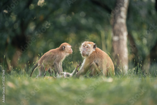 long tailed macaque shows parental love by accompanying their offspring