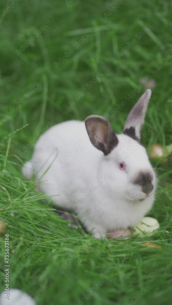 Easter white bunny and Easter eggs on green grass Easter white bunny and Easter eggs on green grass