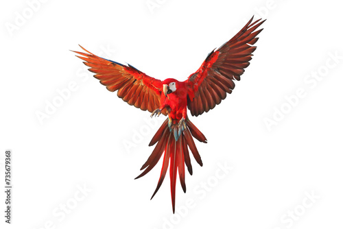 Colorful flying Ruby Macaw parrot isolated on transparent background png file