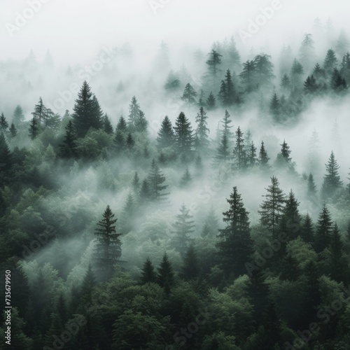 fog in the forest © Karol