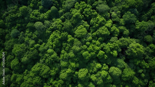 Aerial top view forest tree, Rainforest ecosystem and healthy environment concept and background, Texture of green tree forest view from above © Elchin Abilov