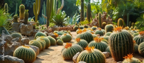 A Stunning Collection of Various Cacti in a Gorgeous Cactus Garden photo