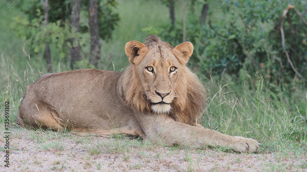 Fototapeta premium Male Lion in Kruger National Park on the road 