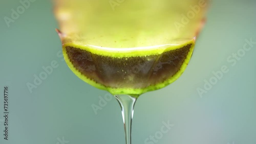 Large tendrils of fresh green aloe vera plant, folded pieces of leaves and clear gel extract flowing through the aloe ingredients. Aloe vera gel, beneficial herbs for skin treatment