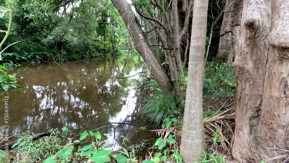 Tranquil Forest Creek Over Time Tranquil Forest Creek Over Time