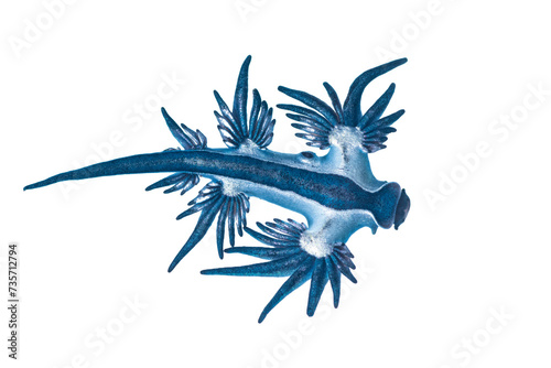 Blue sea dragon in white background