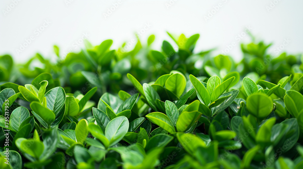 Obraz premium green grass on white.