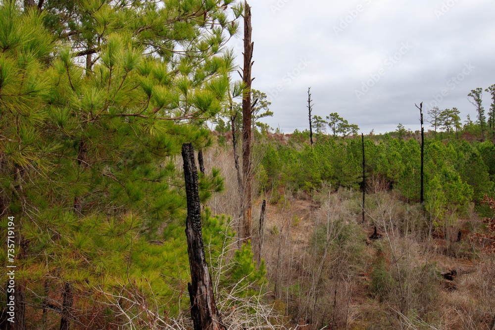 Bastrop State Park Rebirth New Life Emerges Amidst Charred Memories