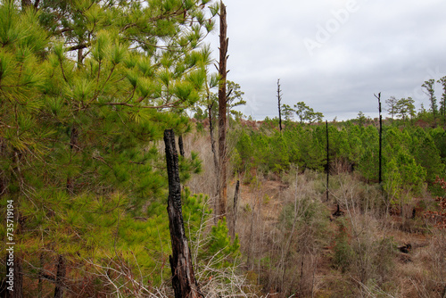 Bastrop State Park Rebirth New Life Emerges Amidst Charred Memories