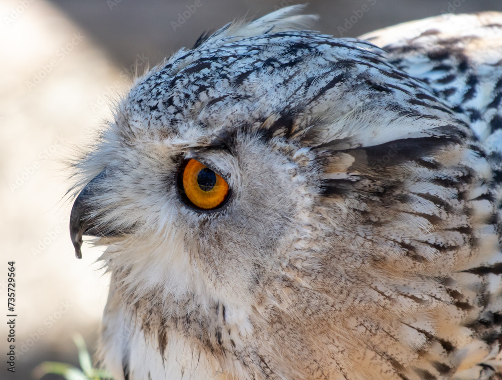 Obraz premium Portrait of an owl in the zoo