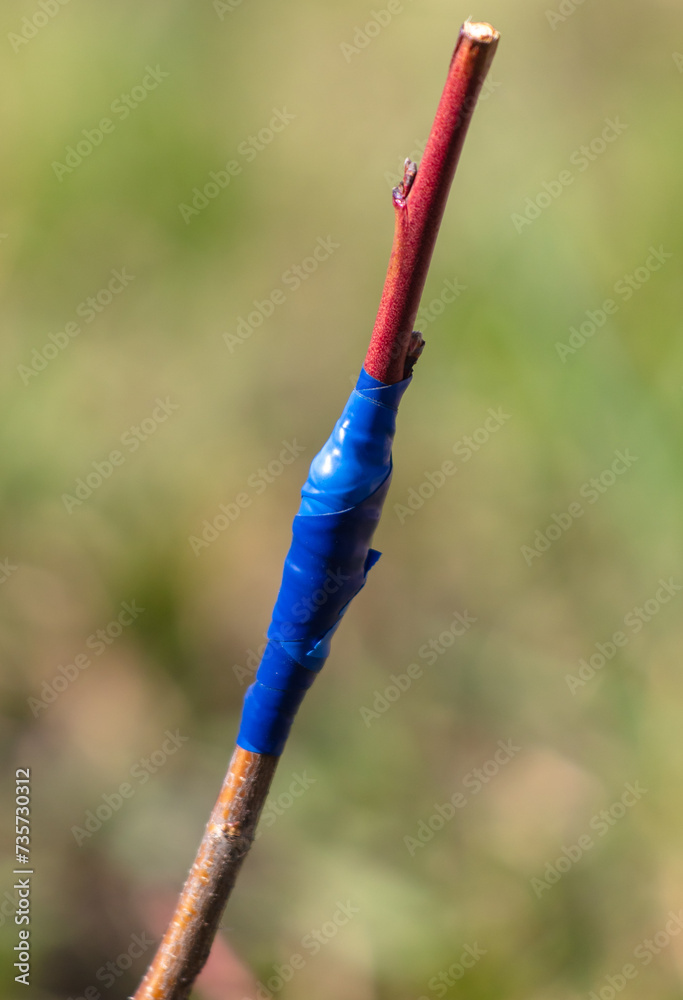 Grafting wrapped with electrical tape on a tree branch in spring Grafting wrapped with electrical tape on a tree branch in spring