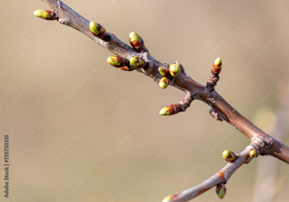 Swollen cherry buds on a branch in spring Swollen cherry buds on a branch in spring
