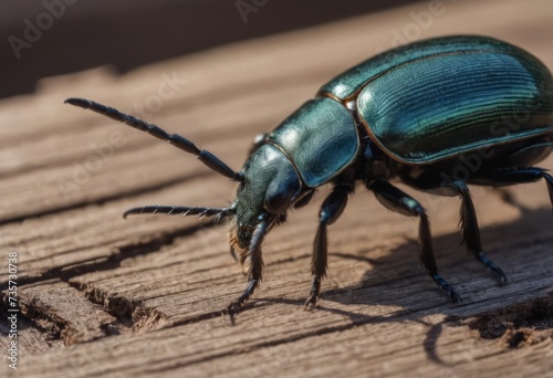 Close-up of a shiny blue beetle on a wooden surface in a forest with a blurred background