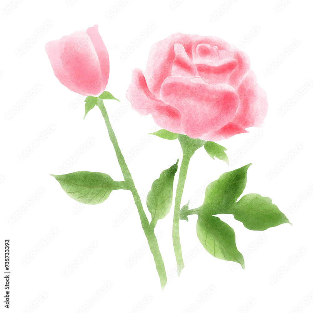 pink rose isolated on white pink rose isolated on white