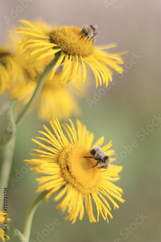 Wild flowers © Siobhan