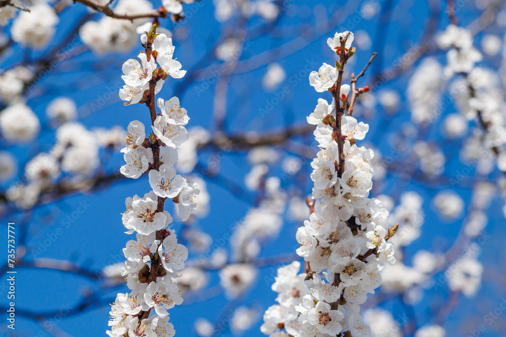 blossoming branches of apricot on the background of the blue sky blossoming branches of apricot on the background of the blue sky