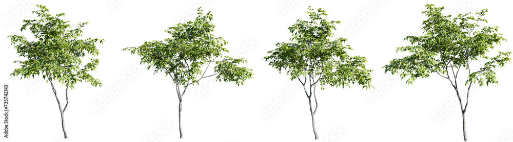 Acer ginnala tree on transparent background.3d rendering PNG
