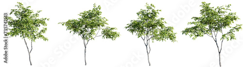 Acer ginnala tree on transparent background.3d rendering PNG