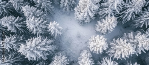 A group of freezing pine trees covered in a blanket of snow, creating a beautiful natural landscape with snowflakes glistening like electric blue jewels on each twig. © AkuAku