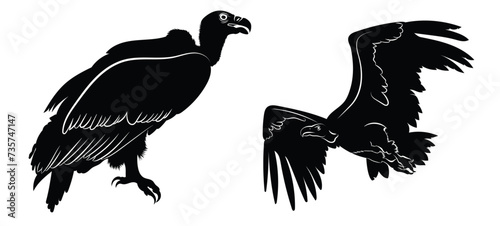 Vulture Bird of Prey two variations - Vector Illustration