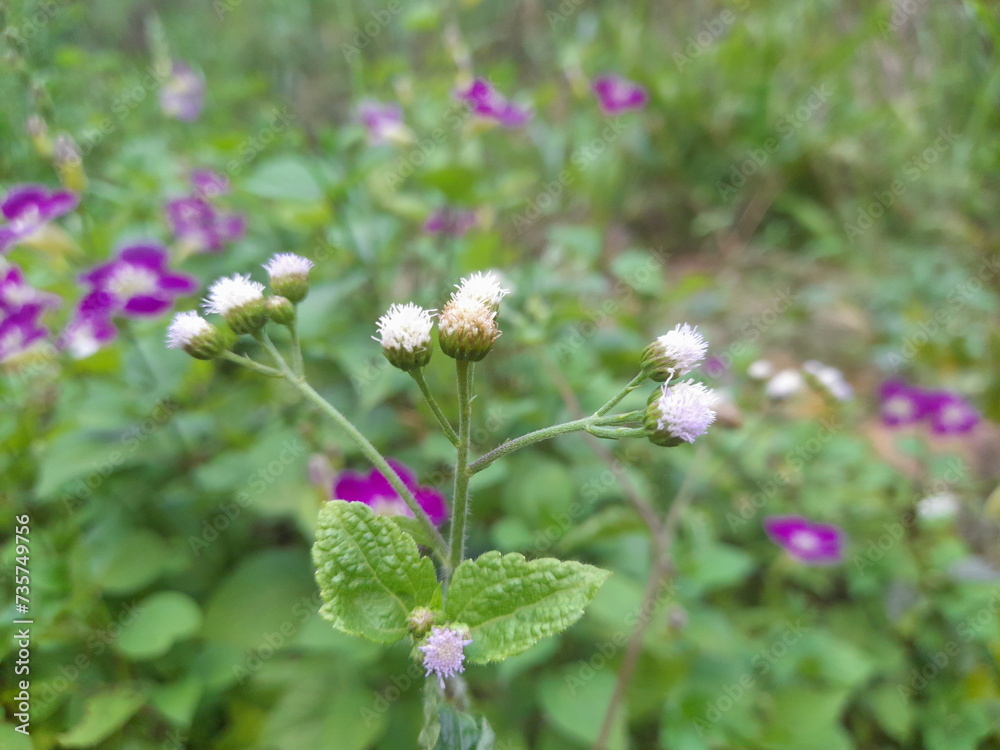 flowers in the field flowers in the field