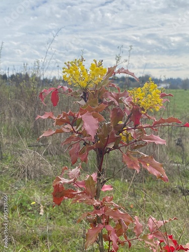red and yellow plant
