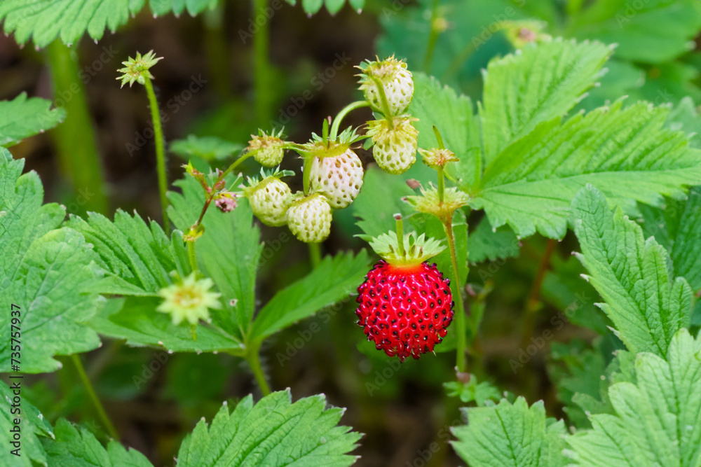 strawberries on the tree. small red bright strawberry hanging on a green bush, berries concept strawberries on the tree. small red bright strawberry hanging on a green bush, berries concept