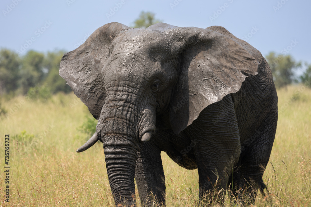 Obraz premium an African elephant bull on the move