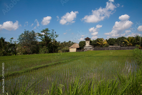 Farmhouse and rice fields, Bali