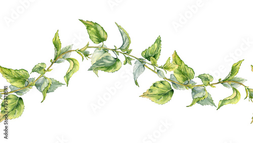 Stem of nettle seamless in watercolor isolated on white. Illustration of the herbal plant Urticaria dioica. Stinging plant with green leaves, seeds hand drawn. Element for label, packaging, banner