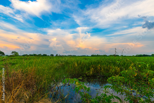 Scenic view landscape of Rice field green grass with field cornfield or in Asia country agriculture harvest with fluffy clouds blue sky sunset evening background.