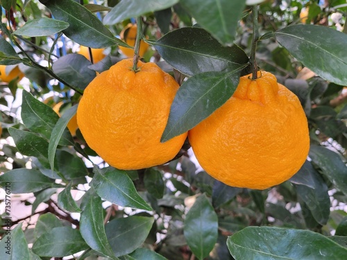 Tangerine from Jeju Island, Shiranuhi, Hanrabong photo