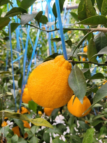 Wallpaper Mural Tangerine from Jeju Island, Shiranuhi, Hanrabong Torontodigital.ca