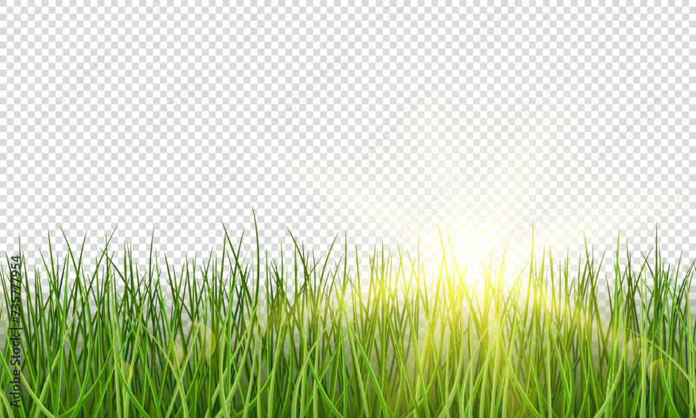 Obraz premium Vector green realistic grass with sunlight on transparent background. Grass seamless border.