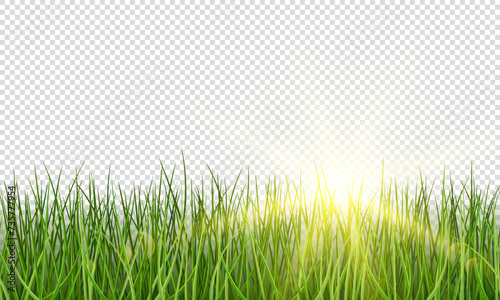 Vector green realistic grass with sunlight on transparent background. Grass seamless border.
