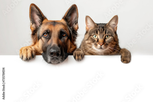 Canvas Print A German shepherd / alsation dog and a cat looking over a blank poster / placard