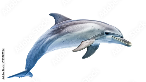 beautiful dolphin fish isolated on transparent background