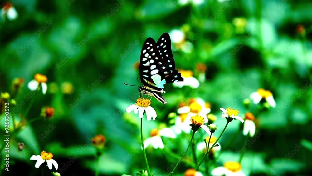 HD 1080p super slow motion Thai beautiful butterfly on meadow flowers nature outdoor HD 1080p super slow motion Thai beautiful butterfly on meadow flowers nature outdoor