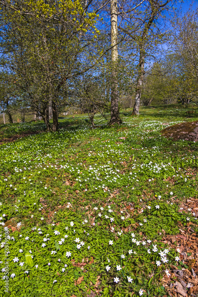 Meadow with blooming Wood anemone at springtime